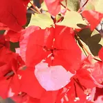 公寓 Anna Piano Primo 利多波波萨